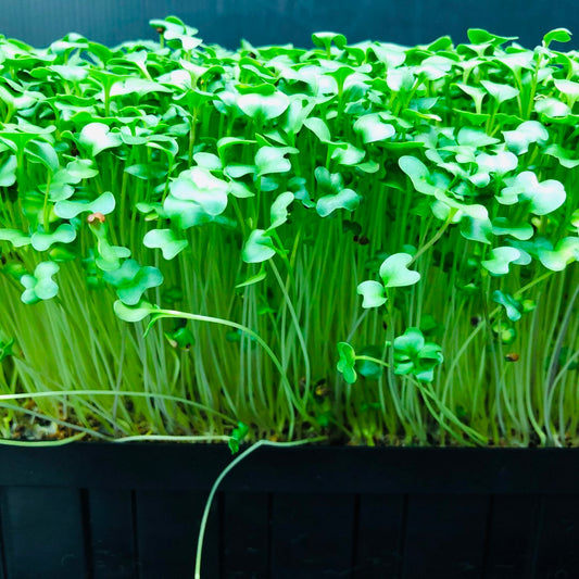Broccoli Sprouts: Why This Tiny Microgreen Packs a Big Punch