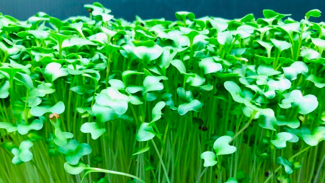JoJo's Greens | Microgreens