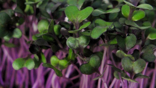JoJo's Greens | Microgreens | Red Cabbage