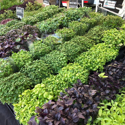 How to Grow Microgreens at Home