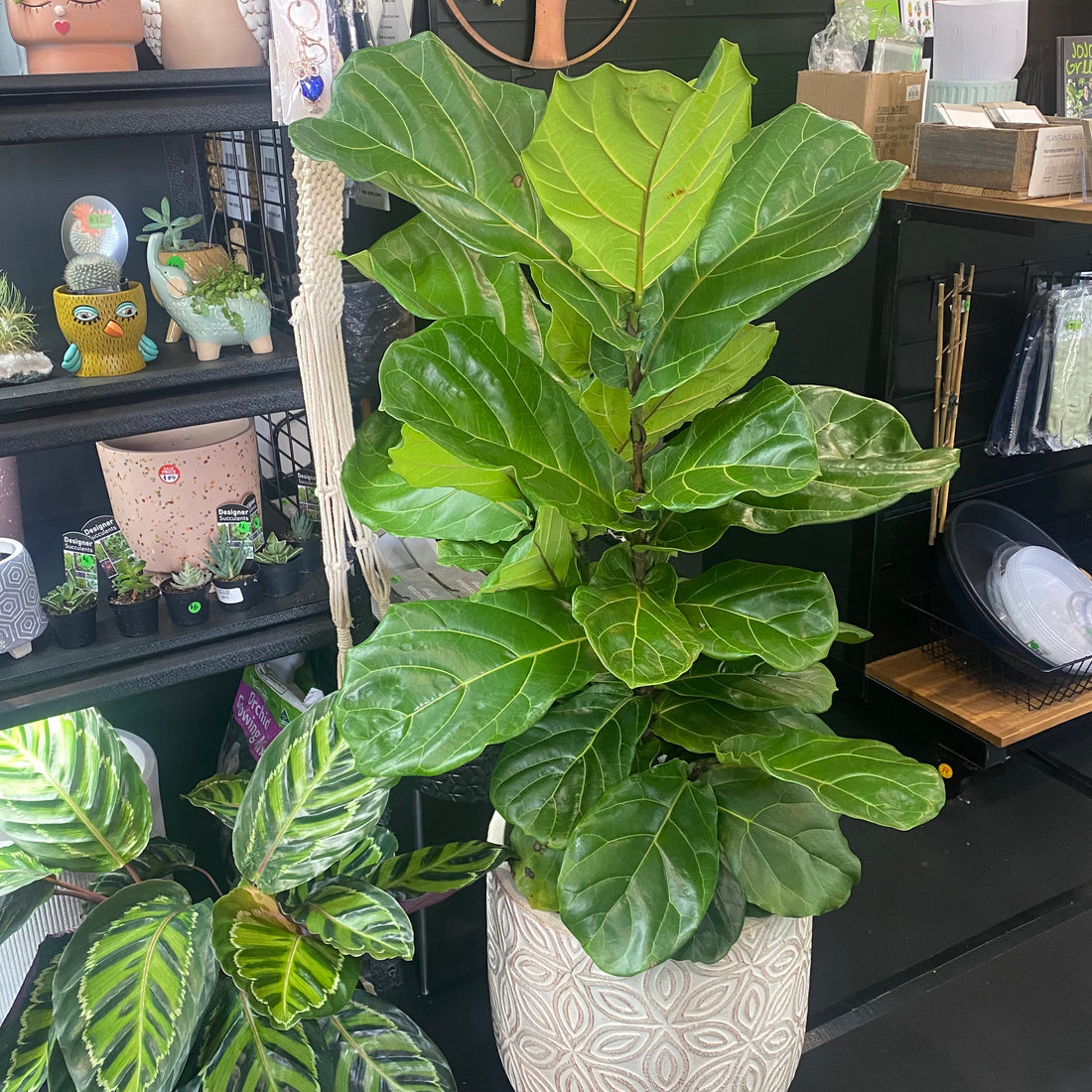 How to Care for a Fiddle Leaf Fig