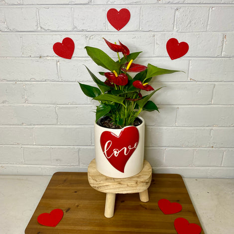 ANTHURIUM PLANT GIFTS
