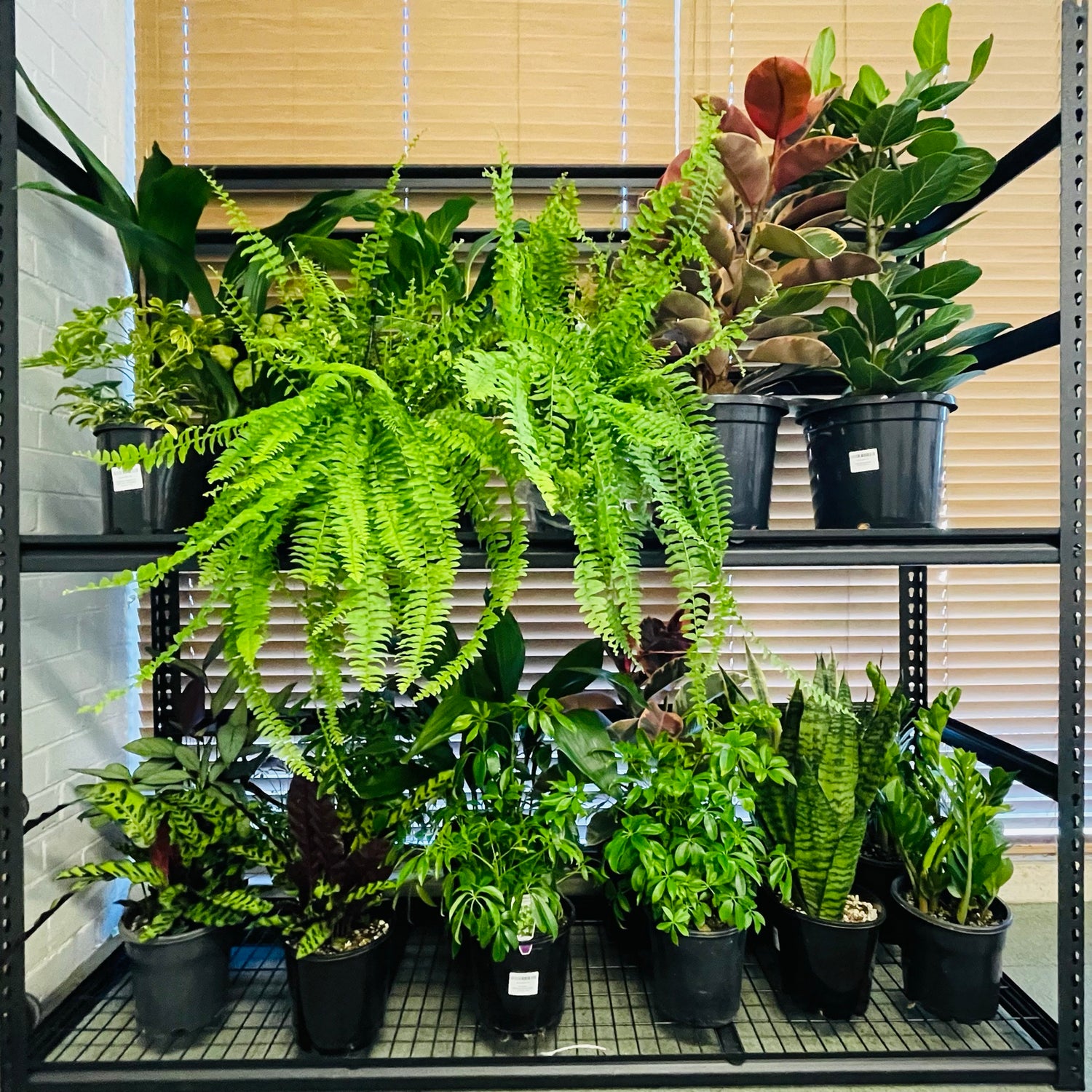 PLANTS