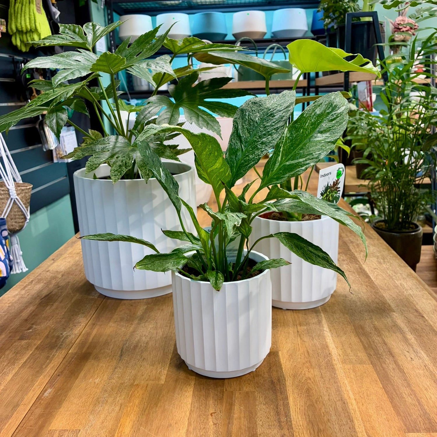 POTS & PLANTERS