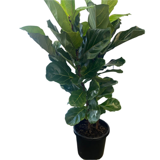 Fiddle Leaf Fig Tall 30cm