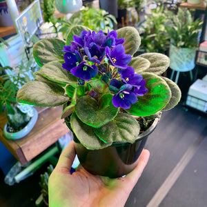 African Violet - Purple Flower