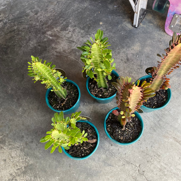 Euphorbia 13cm Pot