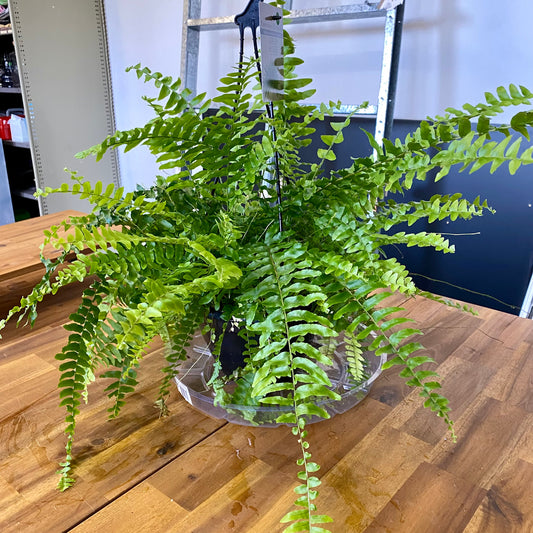 Boston Fern 20cm hanger (dome pot)