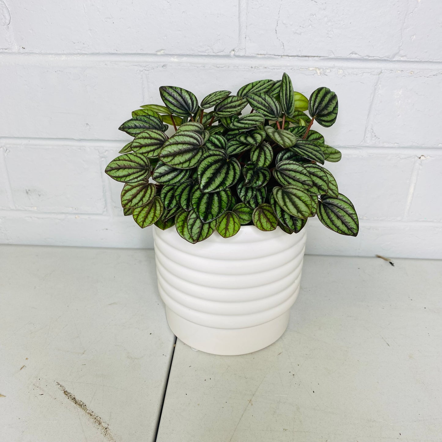 Peperomia piccolo Bando PBR 120mm