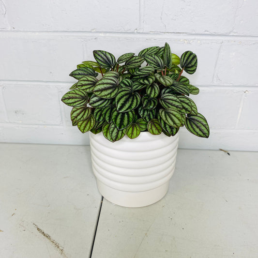 Peperomia piccolo Bando PBR 120mm