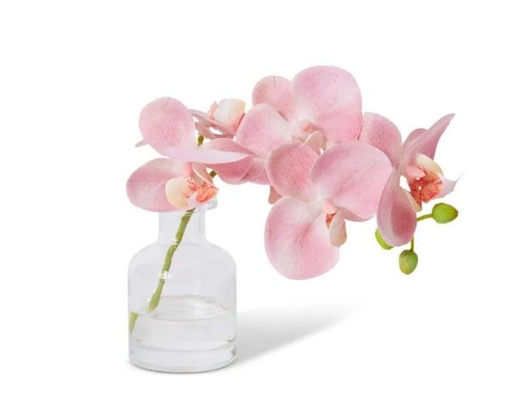 Phalaenopsis Orchid in Vase