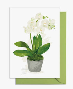 Phalaenopsis Orchid Greetings Card