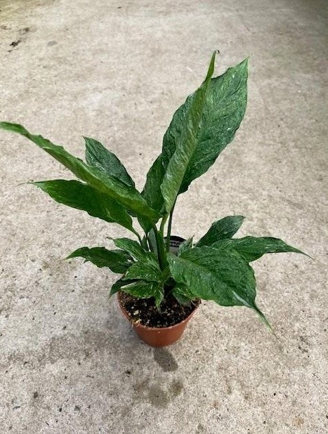 Spathiphyllum Domino 120mm