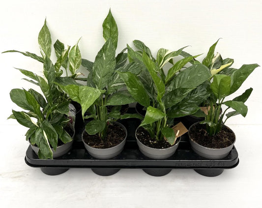 Spathiphyllum Domino 120mm