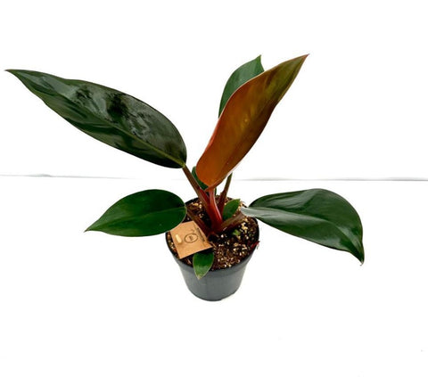 Philodendron Rojo Congo 120mm