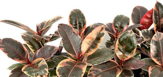Ficus Elastica Ruby 120mm