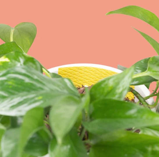 Compostable Gnat Traps