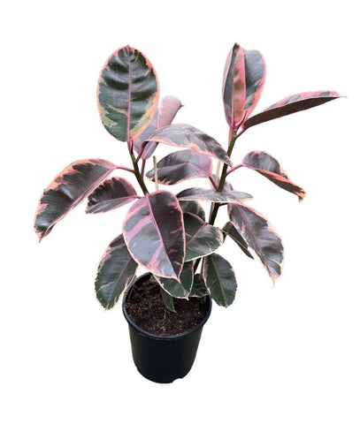 Ficus Elastica Ruby 240mm