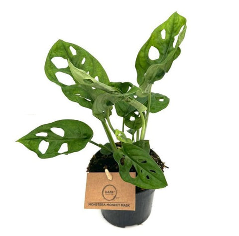 Monstera Adansonii Monkey Mask 95mm