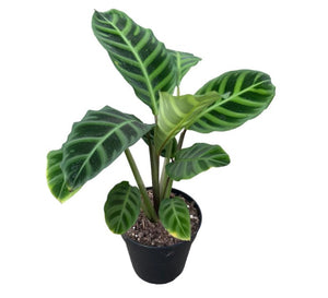 Calathea Zebrina 120mm