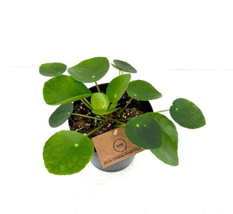 Pilea Peperomioides/Chinese Money plant 120mm