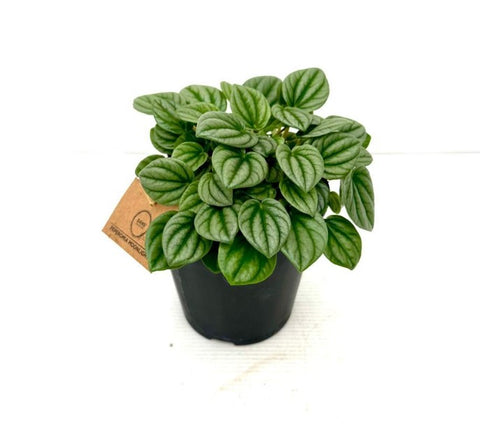 Peperomia Moonlight PBR 120mm