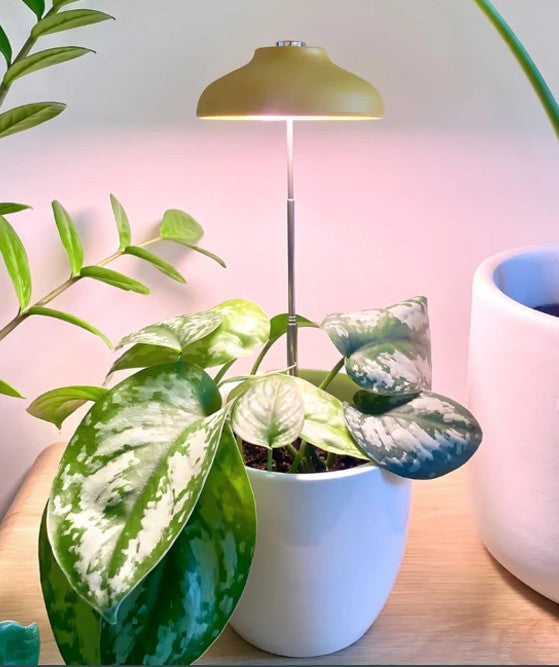 Instant Sun Grow Lamp