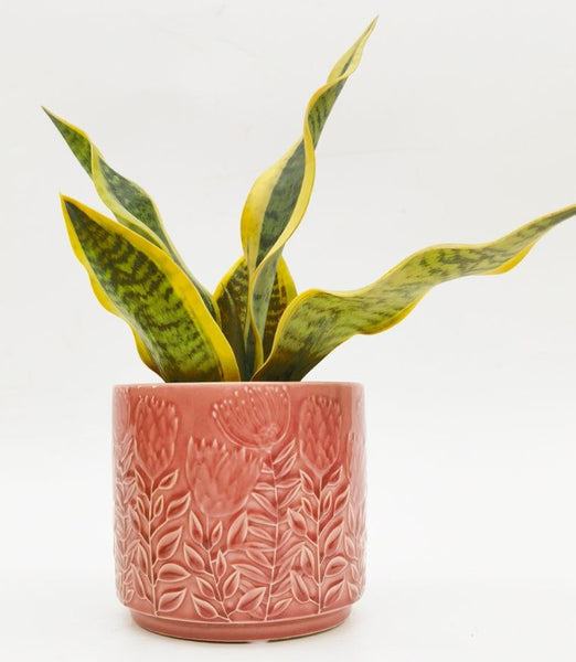 Protea Planter Pink 14cm