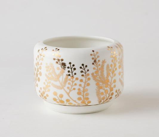 Decorative Succulent Pot Golden Wattle