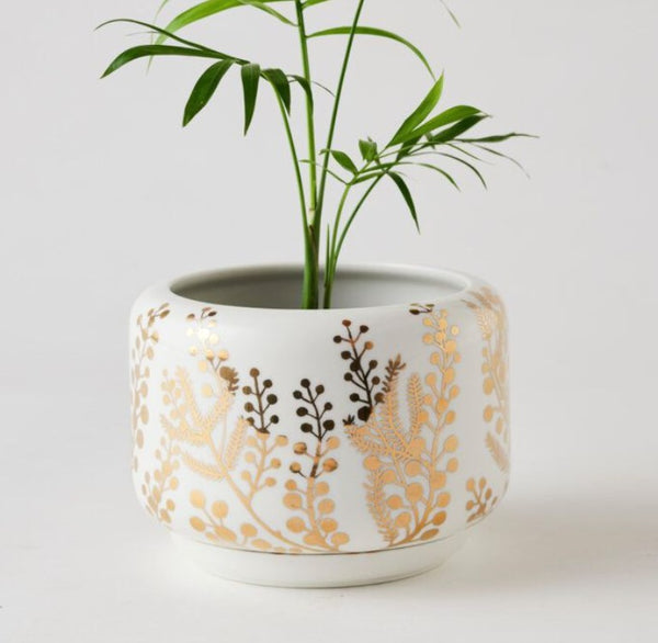 Decorative Succulent Pot Golden Wattle