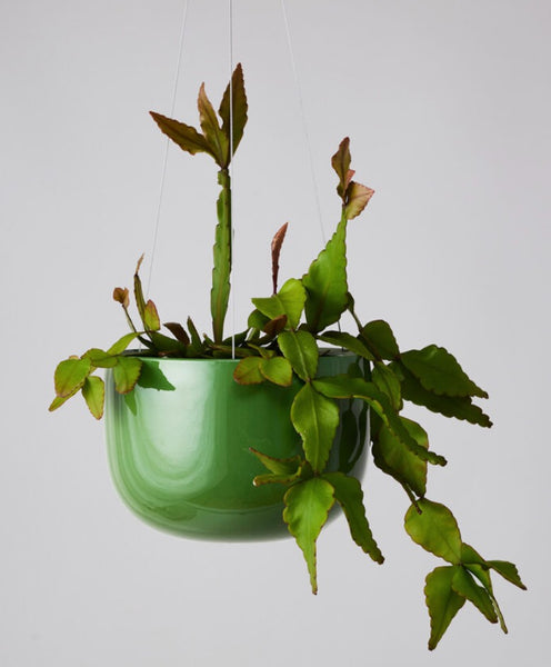 Glazed Earth Hanging Planter Forest Green