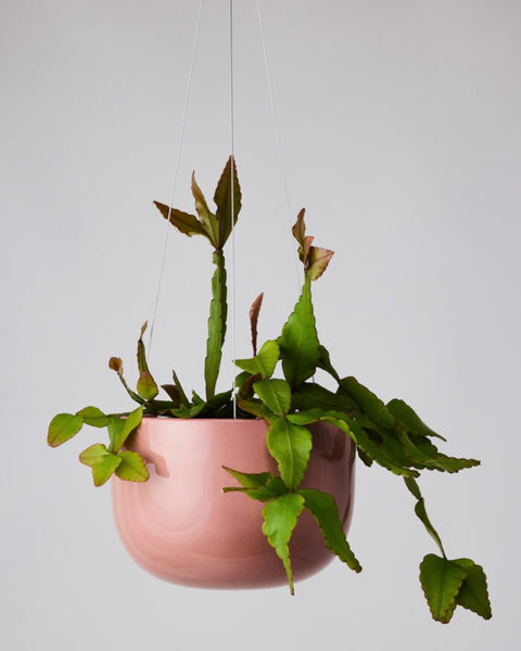 Glazed Earth Hanging Planter Ochre Gloss