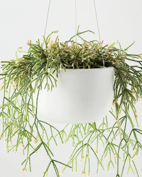 Raw Earth Hanging Planter Chalk White