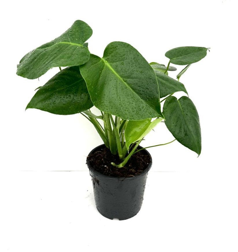 Monstera Deliciosa 170mm