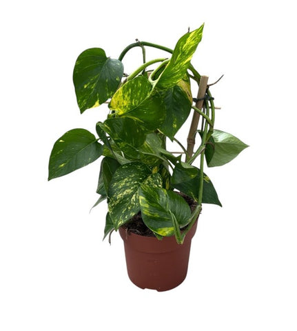 Epipremnum/Devils Ivy espalier 140mm