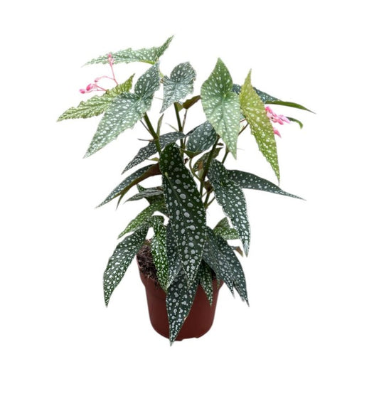 Begonia Hotspot 140mm