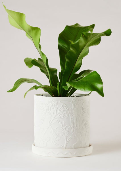 Callista Pot White