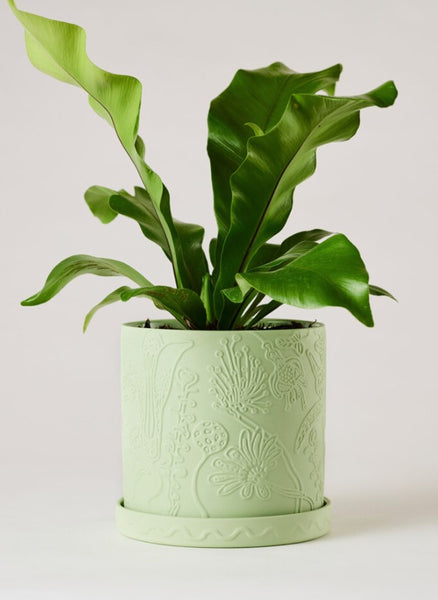 Callista Pot Lime
