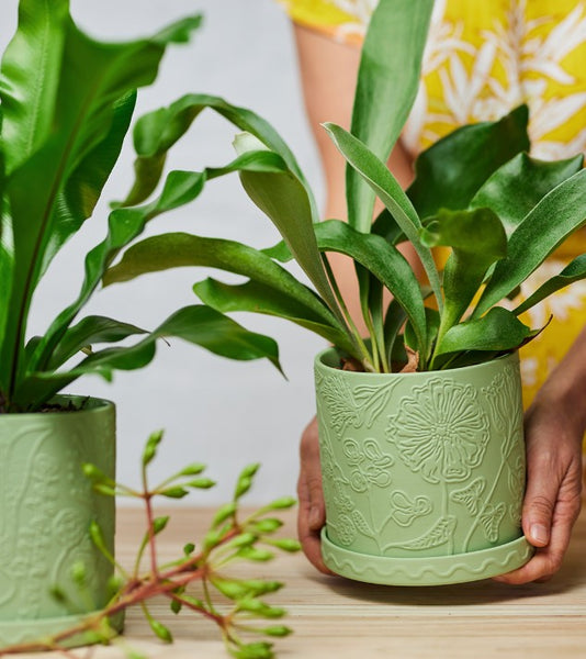 Callista Pot Lime