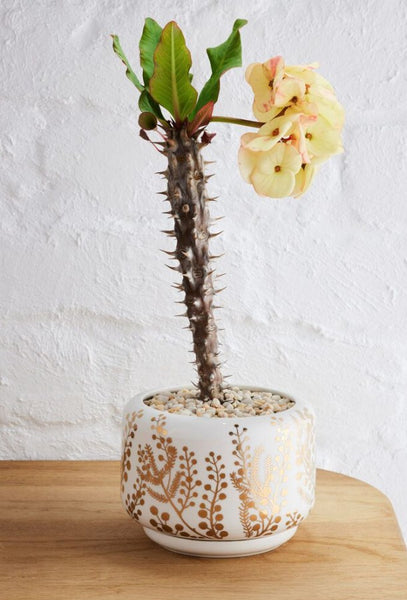 Decorative Succulent Pot Golden Wattle