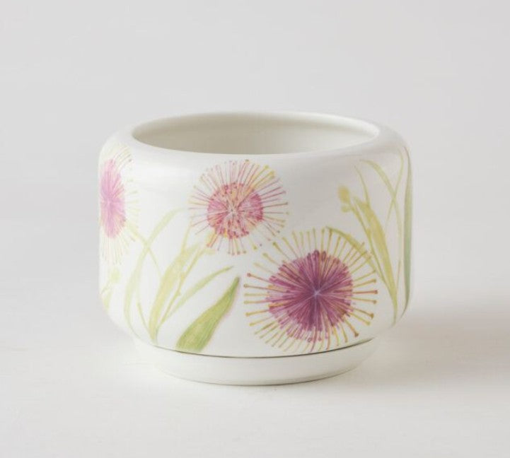 Decorative Succulent Pot Hakea Blossom