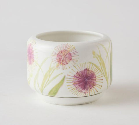 Decorative Succulent Pot Hakea Blossom