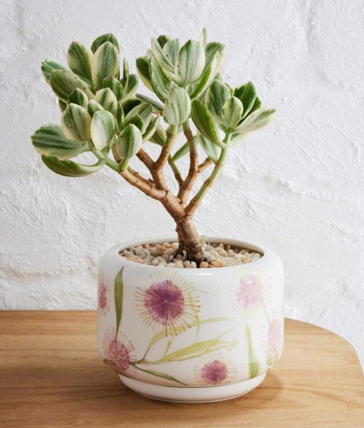 Decorative Succulent Pot Hakea Blossom