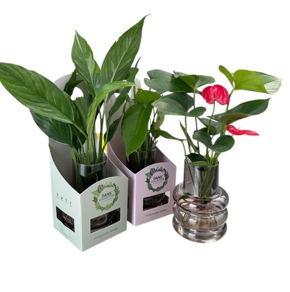 Hydroponic Prague with Box