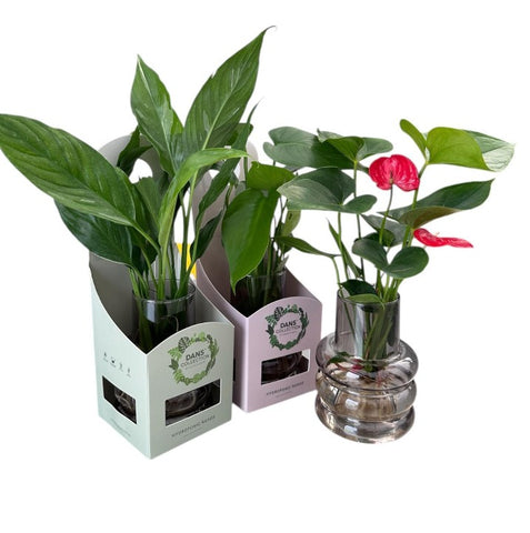 Hydroponic Prague with Box