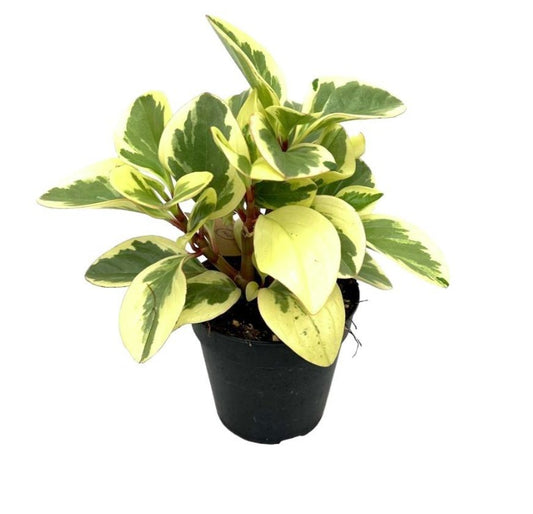 Peperomia Obtipan bicolor 120mm