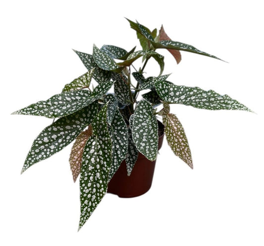 Begonia Hotspot 140mm