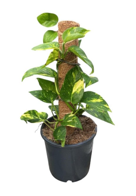 Epepremnum Aureum Totem 170mm