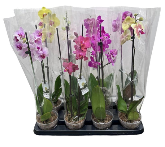 Phalaenopsis Orchid Various Colours - 120mm pot size