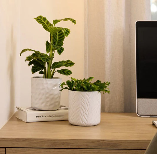 Hazel Cylinder Pot - White- 2 designs